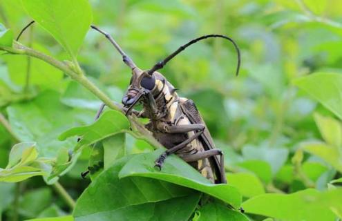 天牛咬人有毒吗（天牛咬人有毒吗图片）