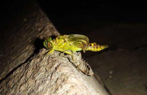 蜻蜓幼虫叫什么名字（蜻蜓幼虫叫什么名字来着）