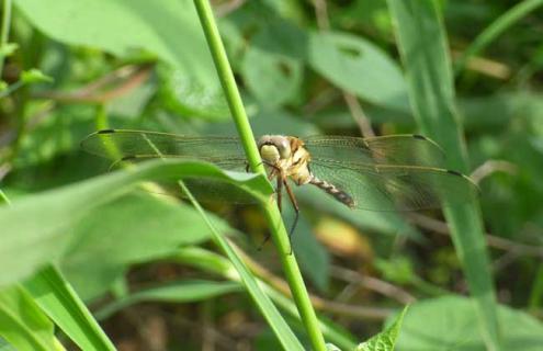 蜻蜓吃什么食物 蜻蜓吃什么食物图片