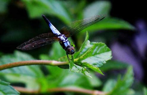 蜻蜓是昆虫吗（蜻蜓是昆虫吗?正确答案）