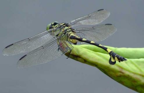 蜻蜓能活多长时间 蜻蜓能活多长时间的寿命