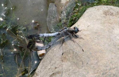 蜻蜓是怎么交配的 蜻蜓是怎么繁殖后代的