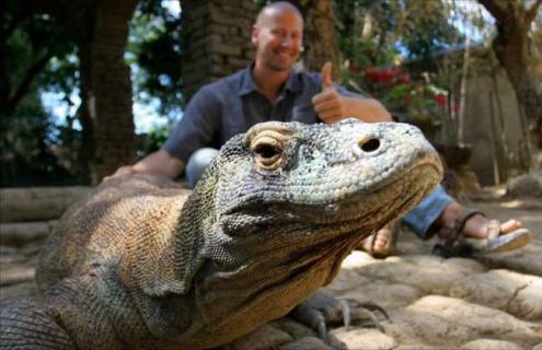 科莫多巨蜥吃人吗（科莫多巨蜥活吃猎物）