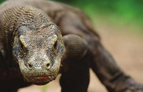 科莫多巨蜥是恐龙吗 科莫多巨蜥有多强