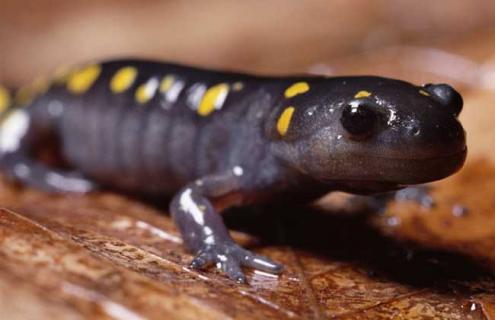 火蜥蜴的寿命有多长 火蜥蜴存在吗