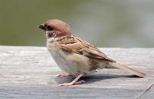 麻雀是几级保护动物（麻雀是几级保护动物判几年的）