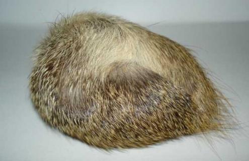 麝香是什么动物身上的 麝香是什么动物身上的哪个部位视频