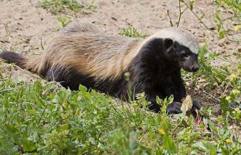 蜜獾vs眼镜王蛇谁厉害（蜜獾vs眼镜王蛇谁厉害一点）