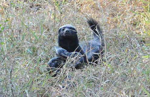 蜜獾天敌是什么动物（蜜獾天敌是什么动物呢）