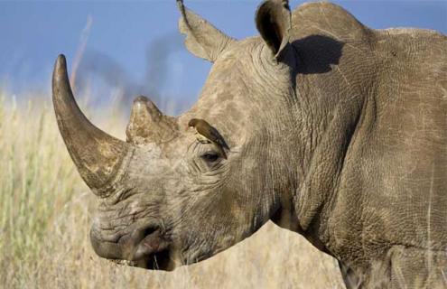 犀牛鸟和犀牛什么关系 犀牛鸟和犀牛什么关系啊