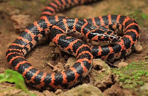 赤练蛇有毒吗 赤练蛇有毒吗被咬3天