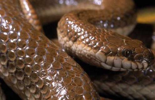 钓鱼蛇是怎么钓鱼的（如何钓蛇鱼）