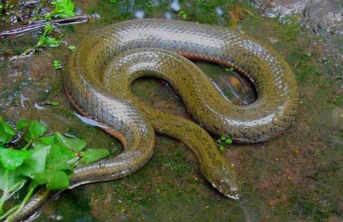 泥蛇高效养殖技术（泥蛇高效养殖技术规范）