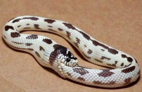 环箍蛇为什么自食其尾 环蛇相扣