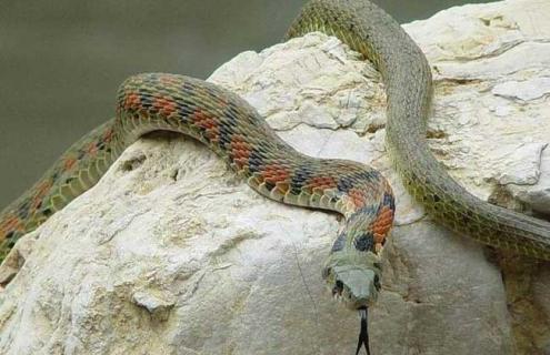 杀蛇为什么不能砍头（杀蛇为什么不能用刀）