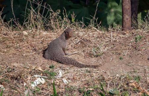 蛇獴为什么不怕蛇毒 蛇獴为什么抗毒