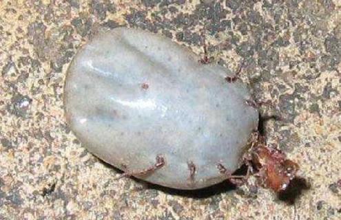 牛蜱虫怎么消灭干净（牛蜱虫怎么消灭干净?）