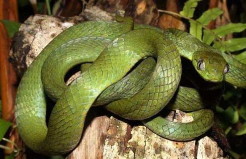 蛇是胎生还是卵生 土布袋蛇是胎生还是卵生