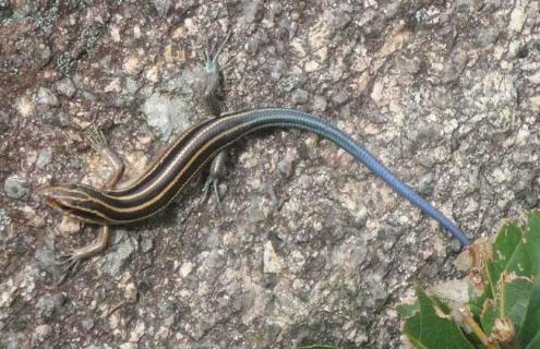 四脚蛇咬人有毒吗（四脚蛇咬人会死吗）