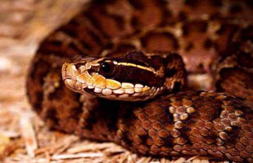 土公蛇的毒性有多大 土公蛇的毒性有多大图文