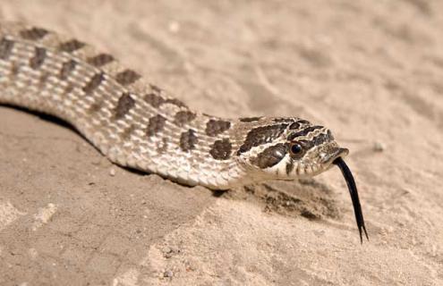 猪鼻蛇为什么不咬人（猪鼻蛇咬不咬人）