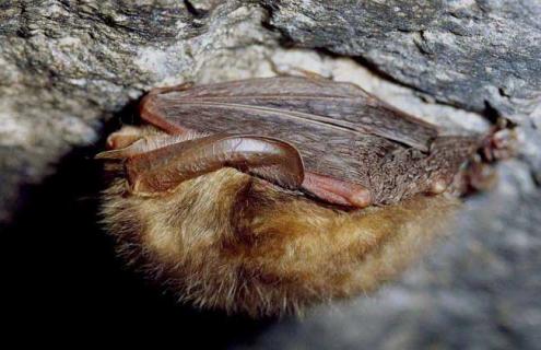 蝙蝠吃什么食物（蝙蝠吃什么食物视频）