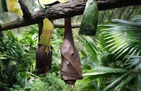 蝙蝠是胎生还是卵生 鲨鱼是胎生还是卵生