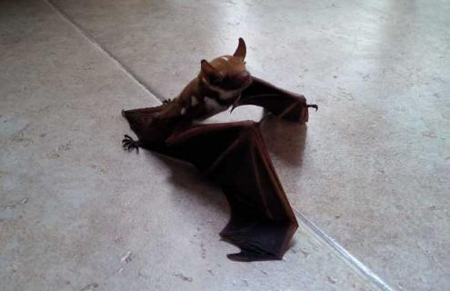 蝙蝠到底有没有毒（蝙蝠有毒吗 蝙蝠到底有没有毒?）