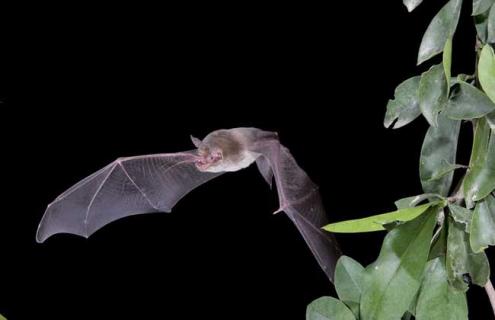蝙蝠是哺乳动物吗（蝙蝠是哺乳动物吗还是鸟类）