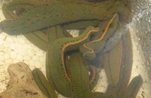 蚂蝗的天敌是什么（蚂蝗的天敌是什么东西）