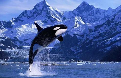 虎鲸为什么不吃人（虎鲸为什么不吃人呢）