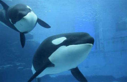 虎鲸有什么天敌 虎鲸的天敌有什么