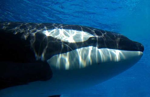 虎鲸为什么叫杀人鲸（虎鲸为什么叫虎鲸?）