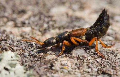 隐翅虫怎么消灭才好 隐翅虫怎么彻底清除