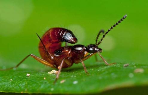 被隐翅虫咬了怎么办 被隐翅虫咬了怎么办最快最有效