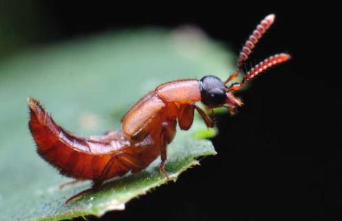 隐翅虫剧毒致命是真的吗 隐翅虫真有那么毒吗