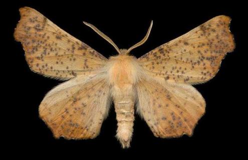 飞蛾是益虫还是害虫（飞蛾是益虫还是害虫?请说明理由）