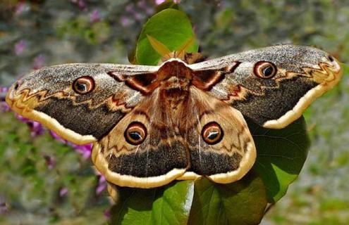 飞蛾为什么要扑火 飞蛾为什么要扑火? 为了啥