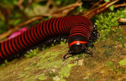 马陆虫怎么彻底消灭 家里有马陆虫怎么彻底消灭