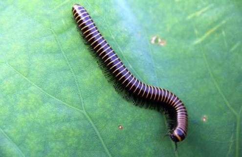 马陆的天敌是什么（马陆的天敌是什么虫）