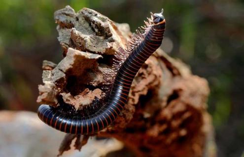 马陆吃什么食物 马陆吃什么食物?