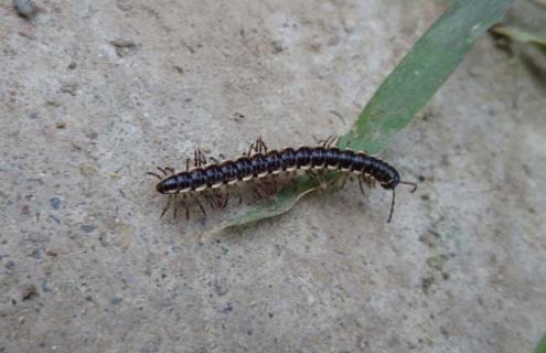 山蛩虫怎么消灭 山蛩虫怎么消除