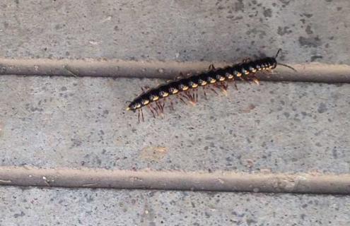 山蛩虫有毒性吗 山蛩虫有没有毒