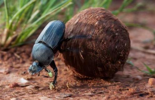 屎壳郎吃什么食物 屎壳郎吃啥