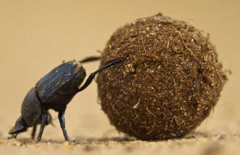 屎壳郎为什么推粪球（屎壳郎为什么要推粪球）