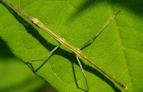 竹节虫有哪些天敌 竹节虫有哪些天敌图片