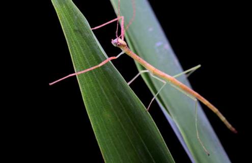 竹节虫是害虫还是益虫 竹节虫是害虫还是益虫图片