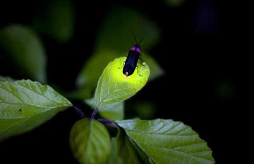 萤火虫什么季节有 萤火虫在什么季节出没