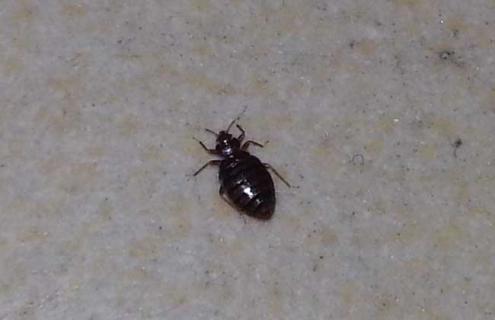 臭虫怎么彻底消灭（臭虫怎么彻底消灭掉）