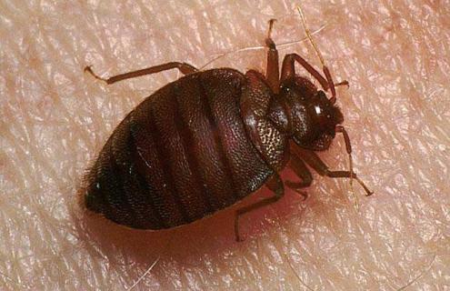 吸血臭虫有天敌吗（吸血臭虫有天敌吗为什么）